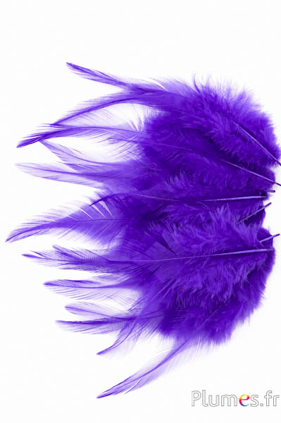 Gallo - 8-12 cm - viola